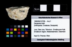 Foto (Objekt + Etikett) von Decapoda indet.  (NHMW-GEO-1990-0041-2708)